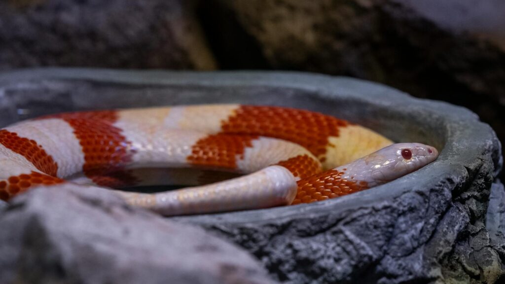 Vibrant Nelson's Milk Snake resting in a stone habitat within a terrarium, showcasing its colorful bands.