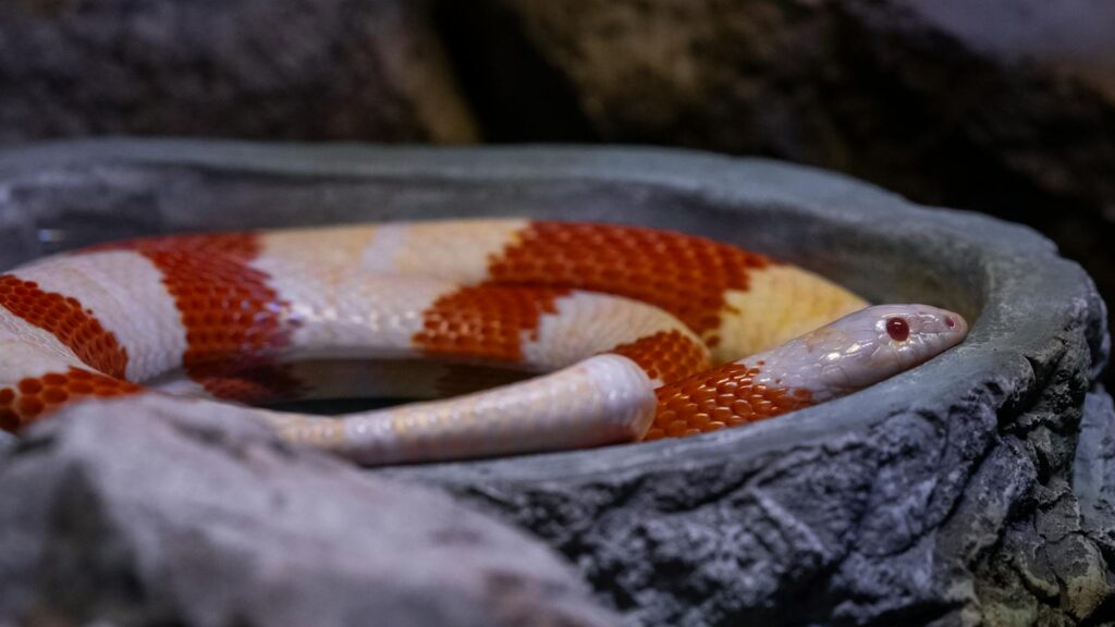 Vibrant Nelson's Milk Snake resting in a stone habitat within a terrarium, showcasing its colorful bands.