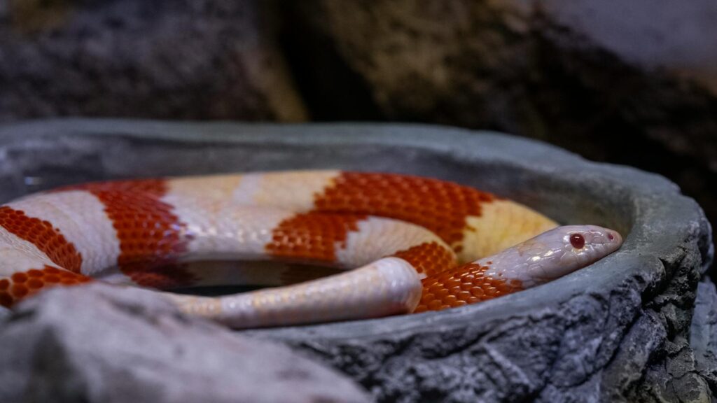 Vibrant Nelson's Milk Snake resting in a stone habitat within a terrarium, showcasing its colorful bands.