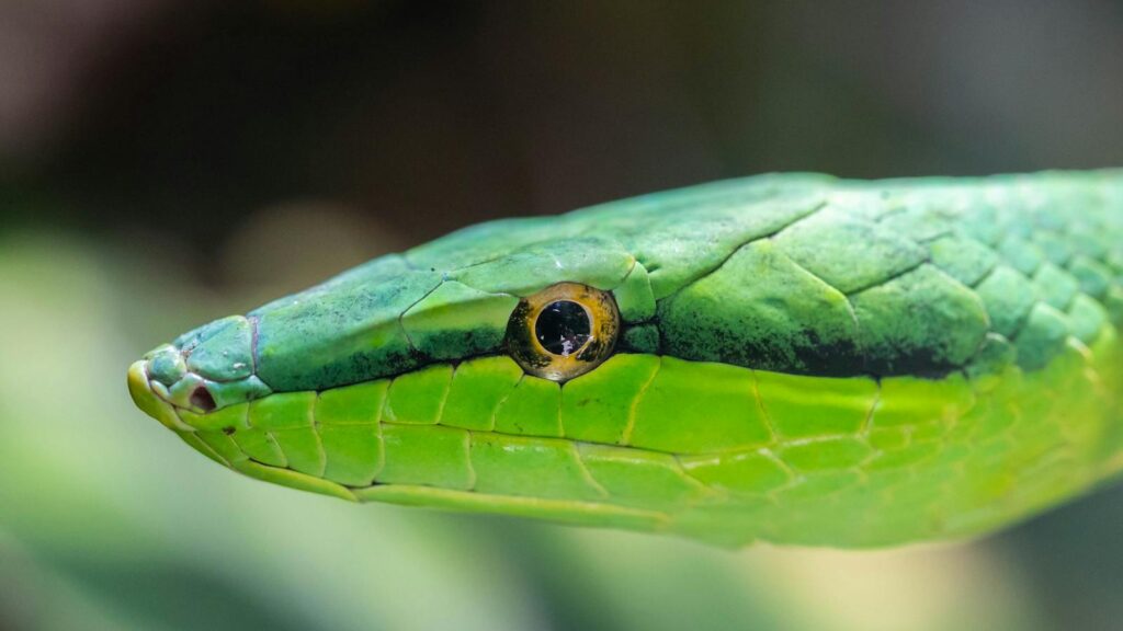 Detailed macro capture of a green snake showcasing its vivid scales and eye in Costa Rica.