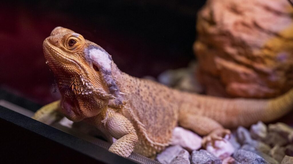 Close-up of a bearded dragon shedding skin in a glass terrarium.
