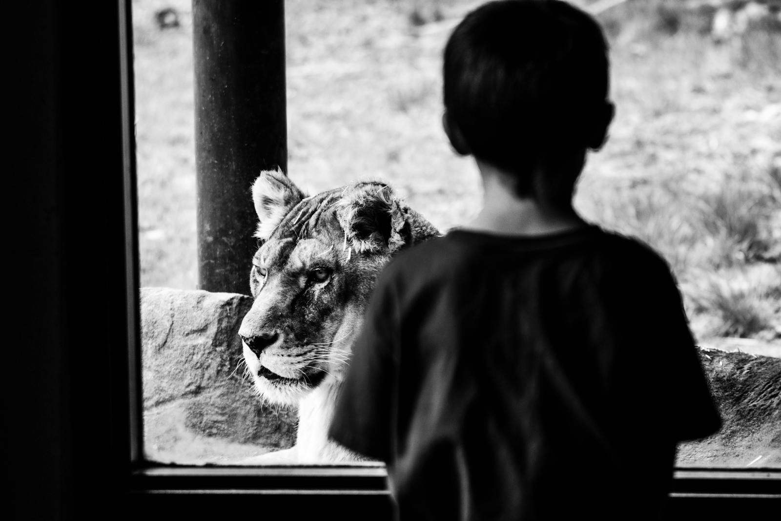 A black and white image of a child watching a lion through glass at a zoo.