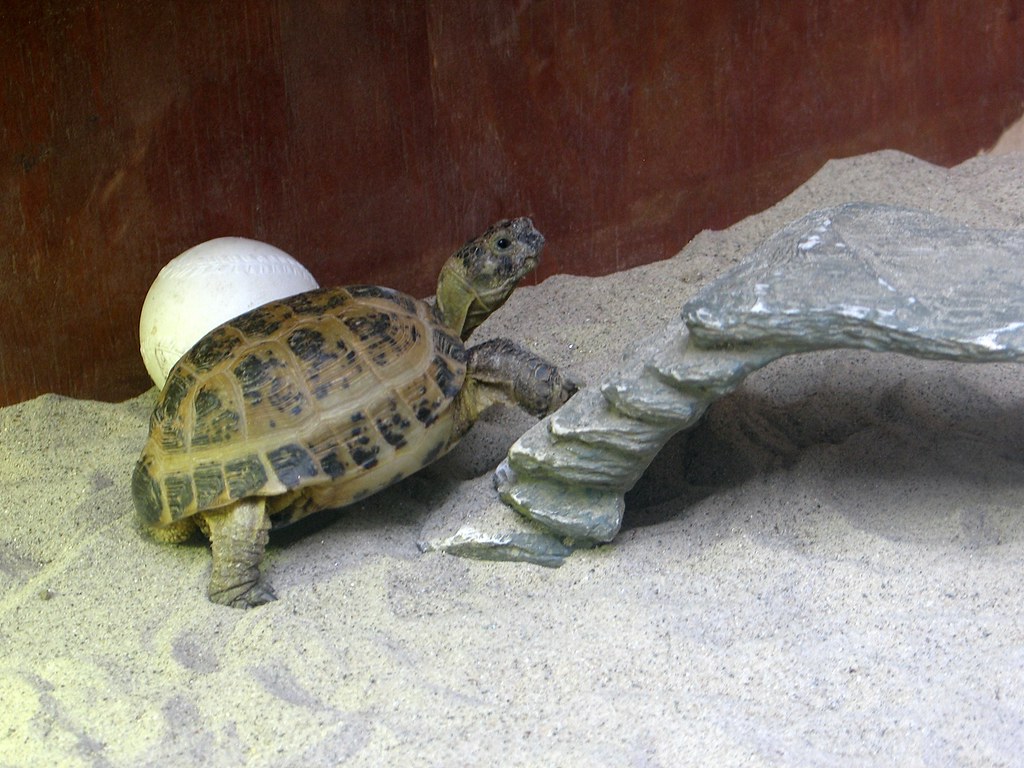 Russian Tortoises: Long-lived Herbivore Companions