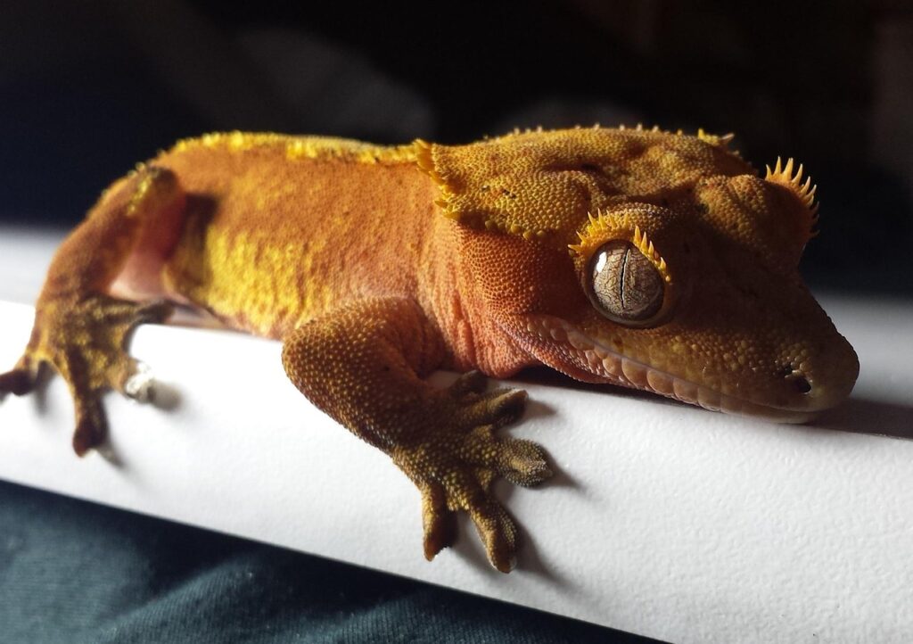gecko, crested, red, orange, lizard, reptile, pet, exotic, nocturnal, gecko, gecko, gecko, gecko, gecko