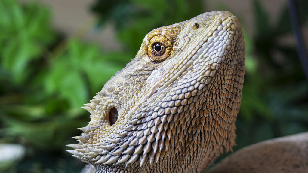 Bearded dragon with its head raised