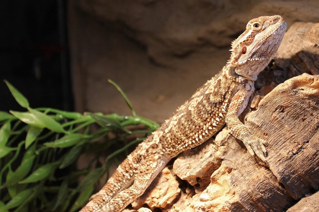 bearded, dragon, lizard, nature, reptile, creature, animal, brown dragon