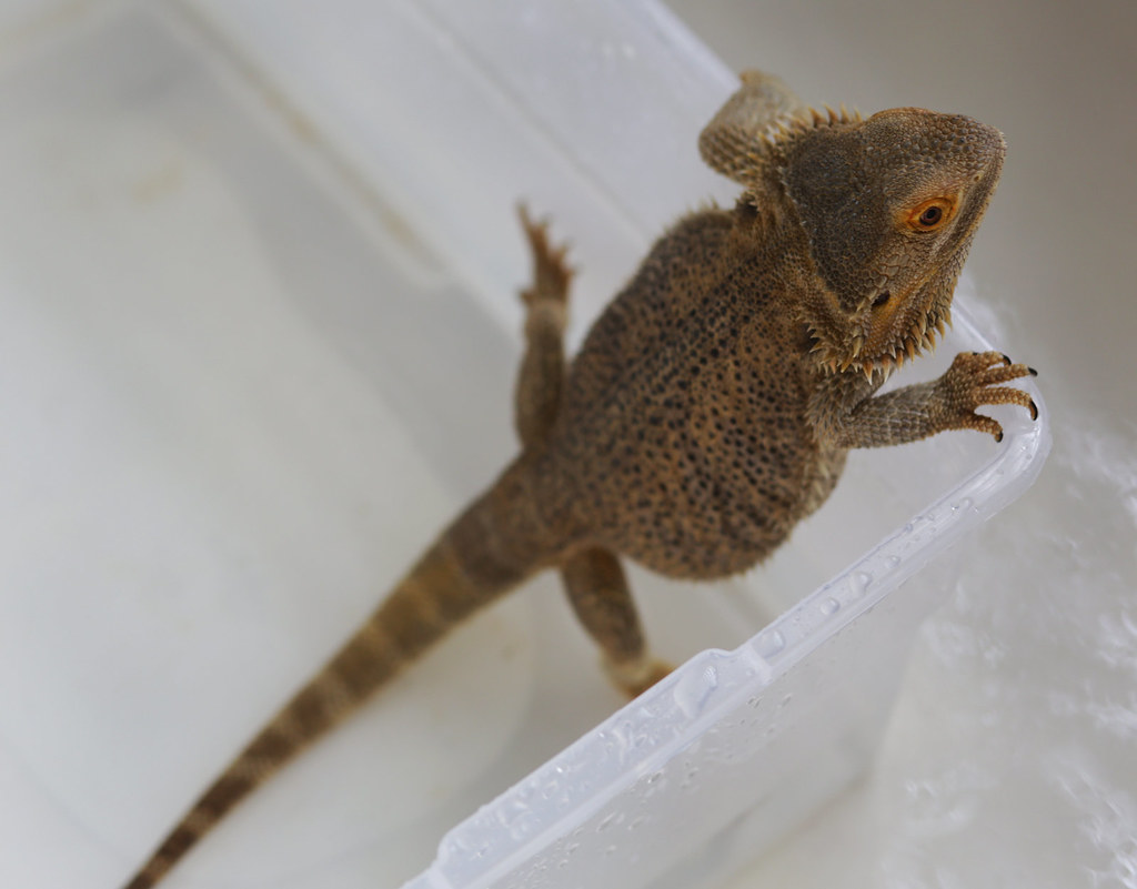 bearded dragon in a container
