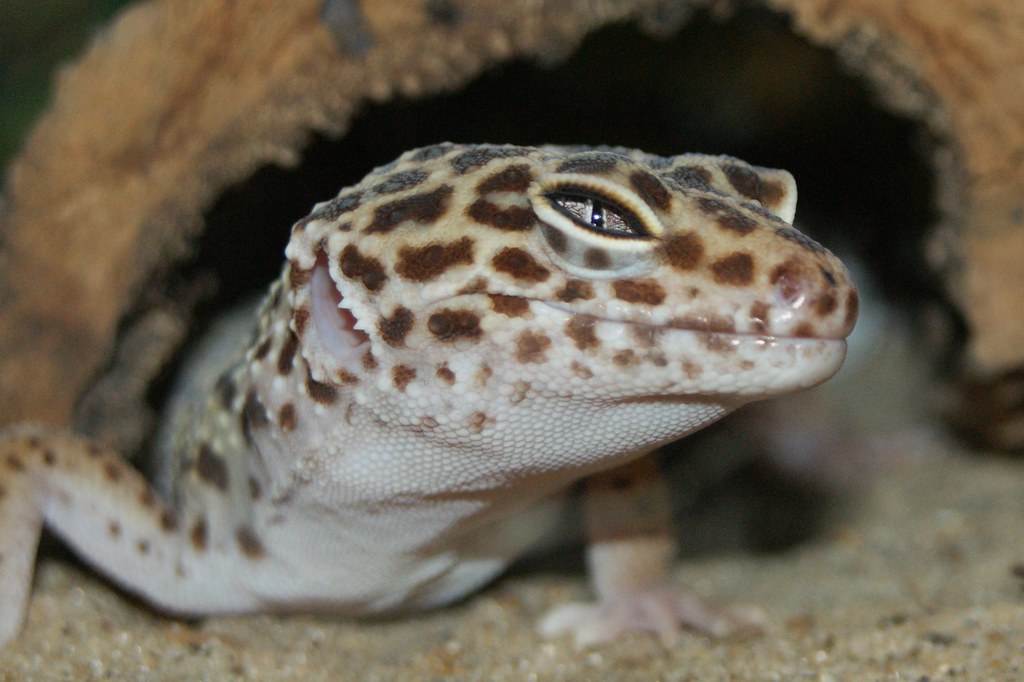 leopard gecko in it's hide