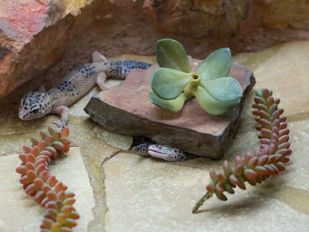 Leopard Geckos in a rocky enclosure