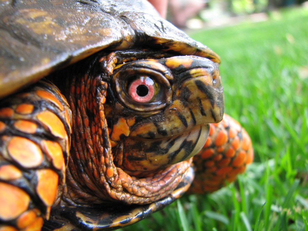 Closeup of a Box Turtle