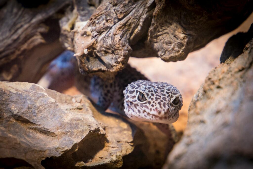 Close-up of a leopard gecko among rocks and wood, showcasing its intricate patterns.