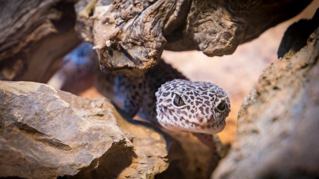 Close-up of a leopard gecko among rocks and wood, showcasing its intricate patterns.