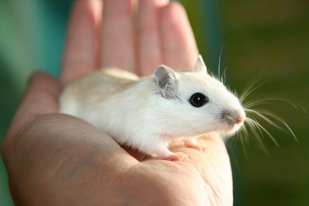 mouse, gerbil, rodent, domestic animal, sun, hand, tame, mongolian gerbils, mice, animals, nature, cute, mongolian, together, sweet, small, gerbils, young animals, mammal