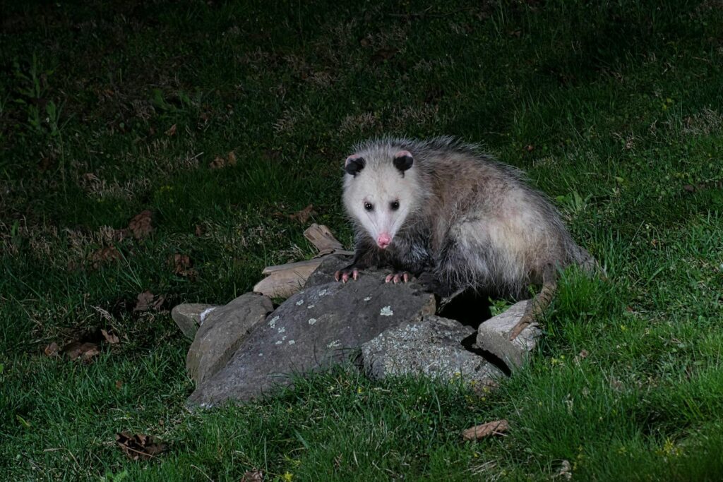 Captivating night photo of an opossum on rocks in Brunswick, NY.