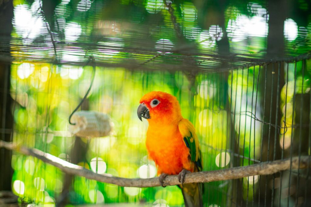 Bright orange and yellow sun conure parrot in a cage, surrounded by lush greenery.