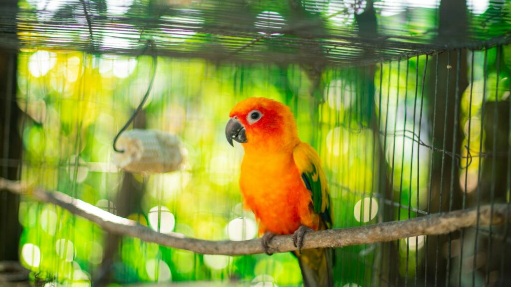 Bright orange and yellow sun conure parrot in a cage, surrounded by lush greenery.