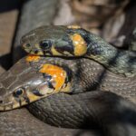 snake, beach snake, snakes, beach snakes, mating, reproduction, snake, snake, snake, snake, snake, snakes, snakes, snakes