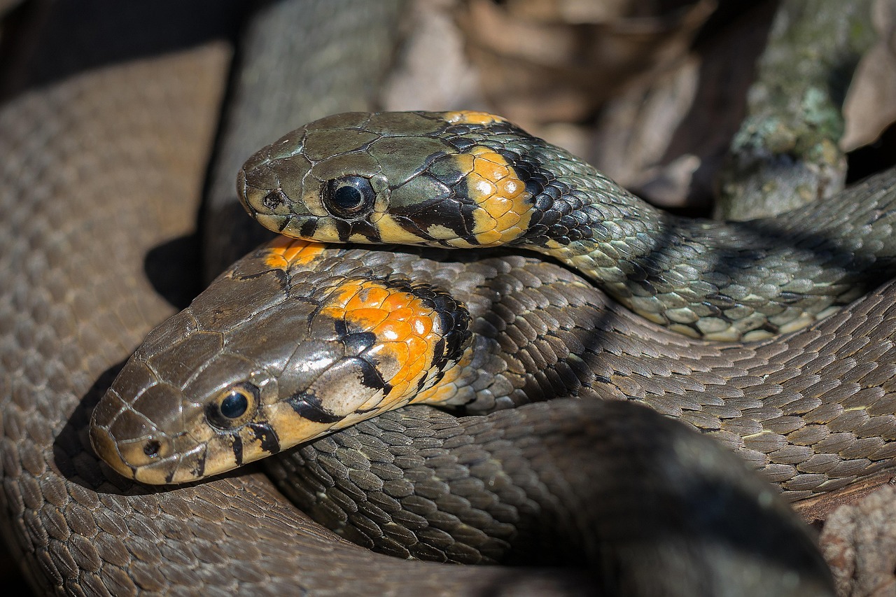 snake, beach snake, snakes, beach snakes, mating, reproduction, snake, snake, snake, snake, snake, snakes, snakes, snakes