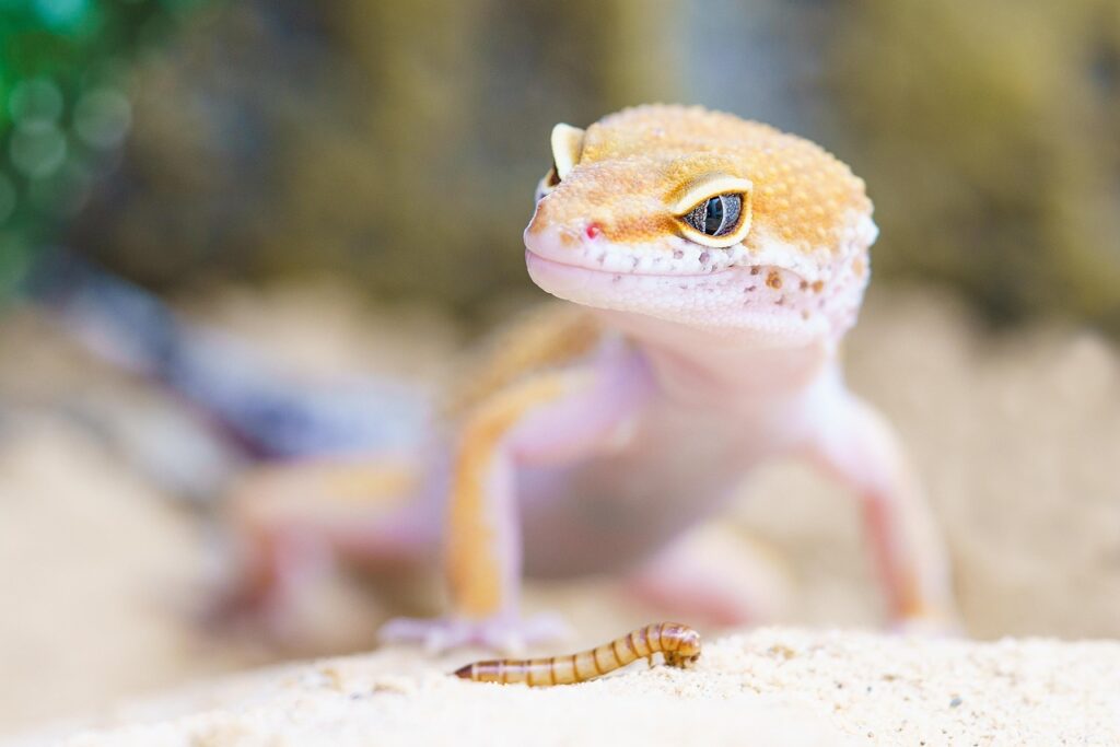 gecko, reptile, terrarium, lizard, scales, macro, worm, animal, wild animal, wildlife, animal world, wildlife photography, nature, close up, portrait