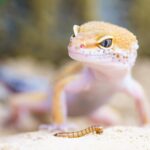 gecko, reptile, terrarium, lizard, scales, macro, worm, animal, wild animal, wildlife, animal world, wildlife photography, nature, close up, portrait