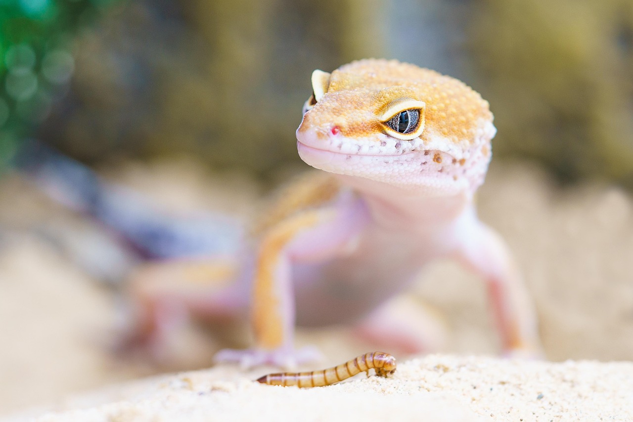 gecko, reptile, terrarium, lizard, scales, macro, worm, animal, wild animal, wildlife, animal world, wildlife photography, nature, close up, portrait
