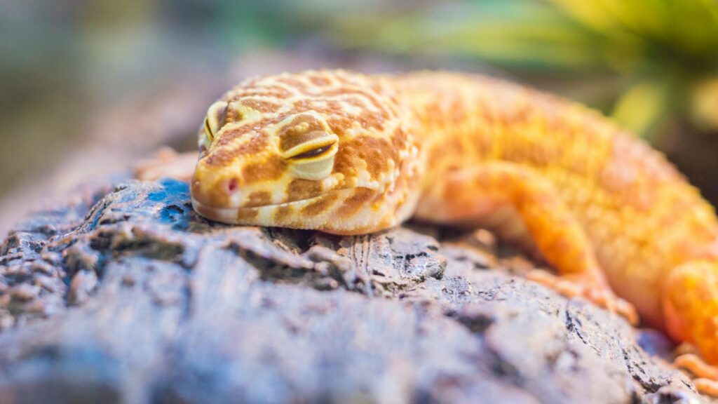 Close-up of a vibrant leopard gecko resting on a textured rock in a natural setting.