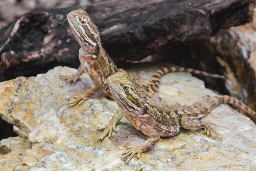 dwarf bearded dragon, agame, reptile, lizard, animal, dandruff, lizards, bearded dragon, creature, dry, dragon, close up, watch, claw, macro, nature, lurk, bearded dragon, bearded dragon, bearded dragon, bearded dragon, bearded dragon