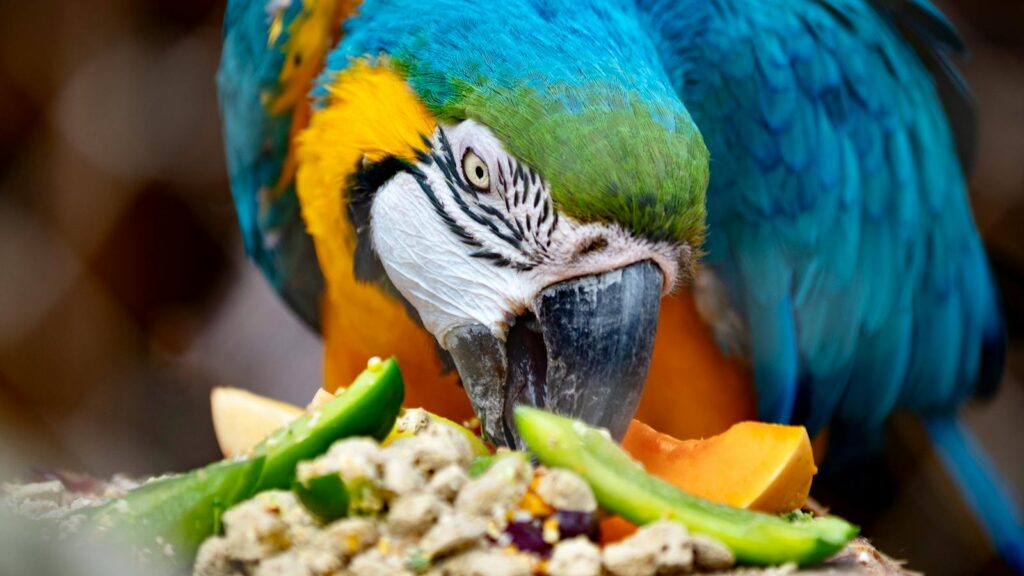 Vibrant Blue-and-yellow Macaw eating a colorful mix of fruits and vegetables.