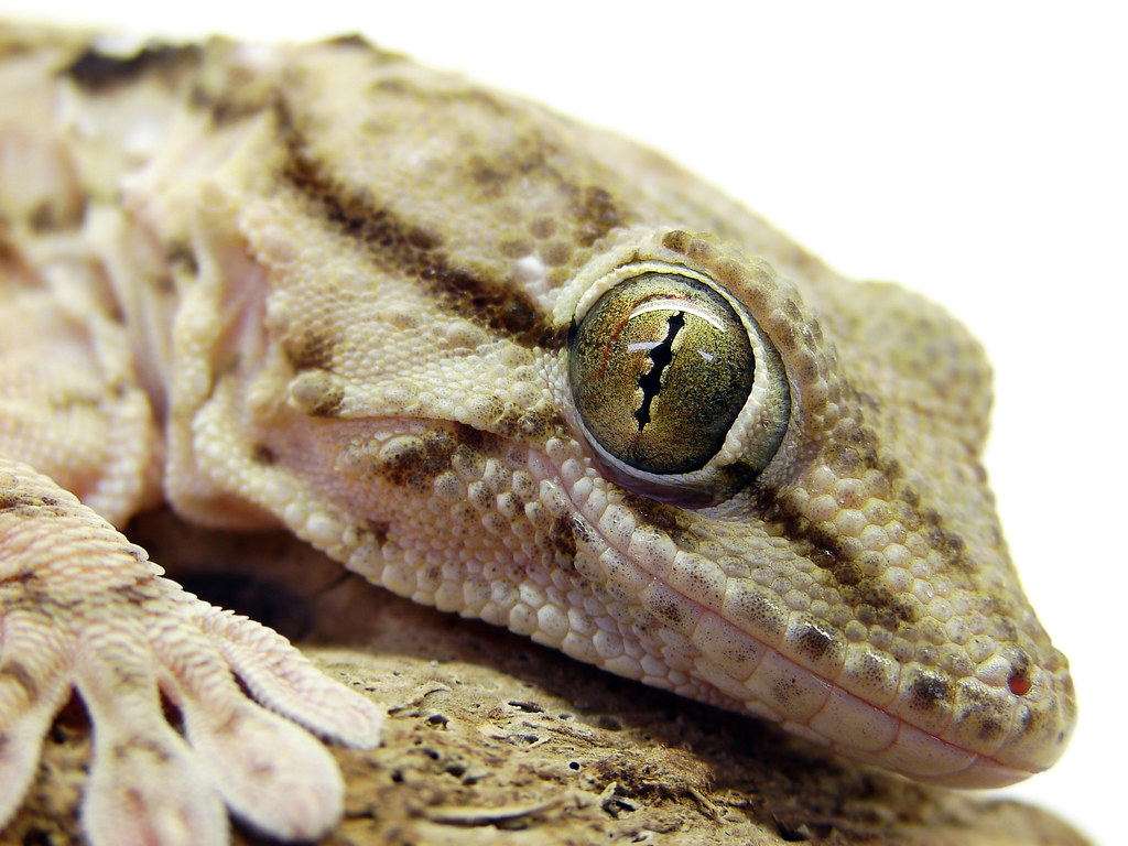 close up of a gecko