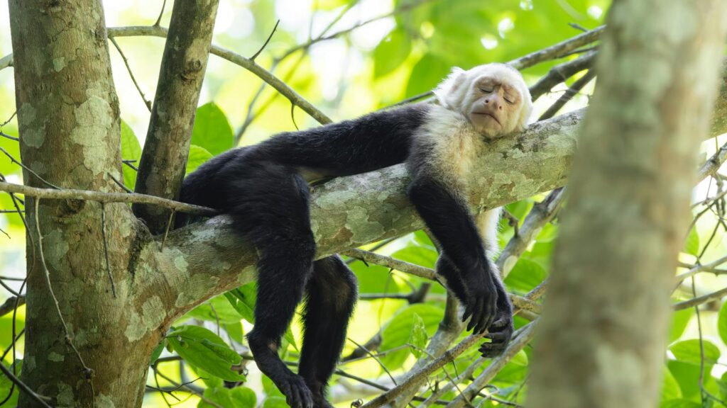 A capuchin monkey peacefully sleeping on a tree branch in a lush tropical forest.