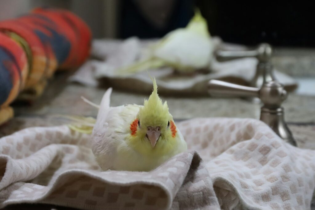 yellow bird on white and brown textile