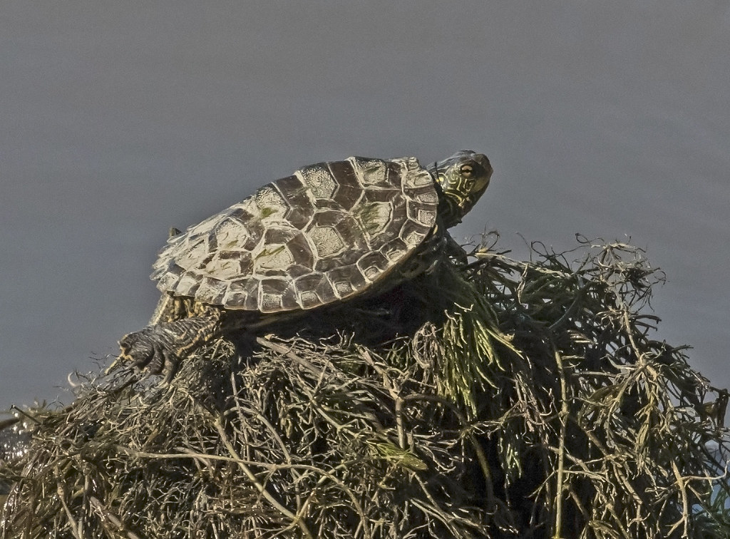 Map Turtle: Geographic Shell Patterns