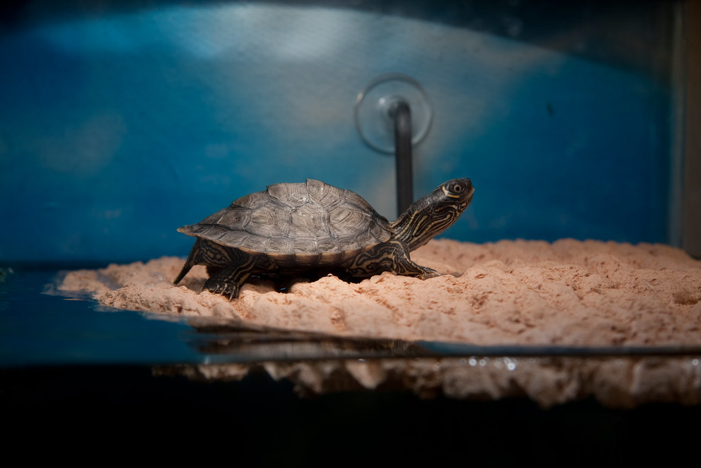 Growth Rates and Lifespan