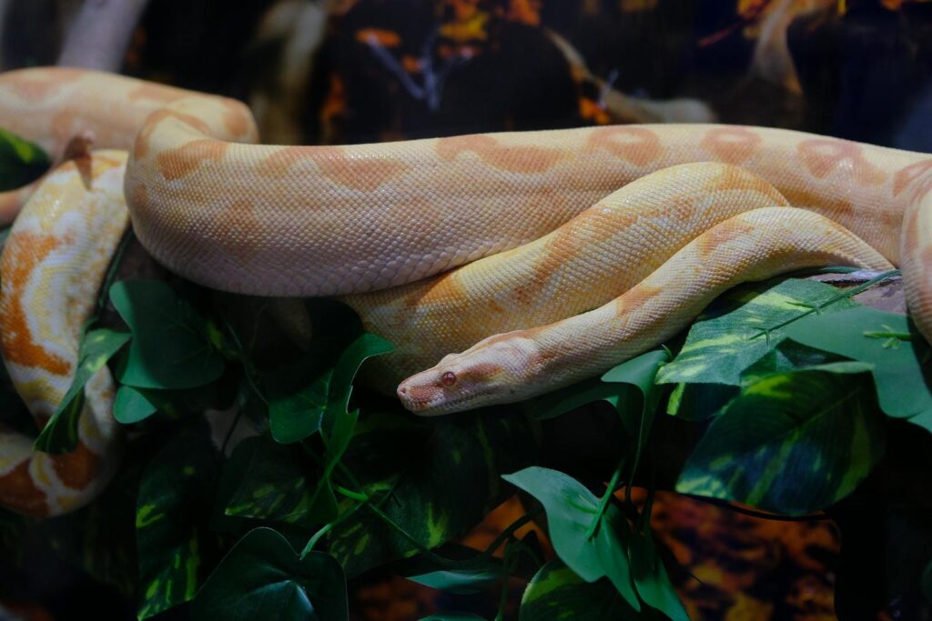 Close-up of an albino python resting on leaves, displaying intricate patterns.