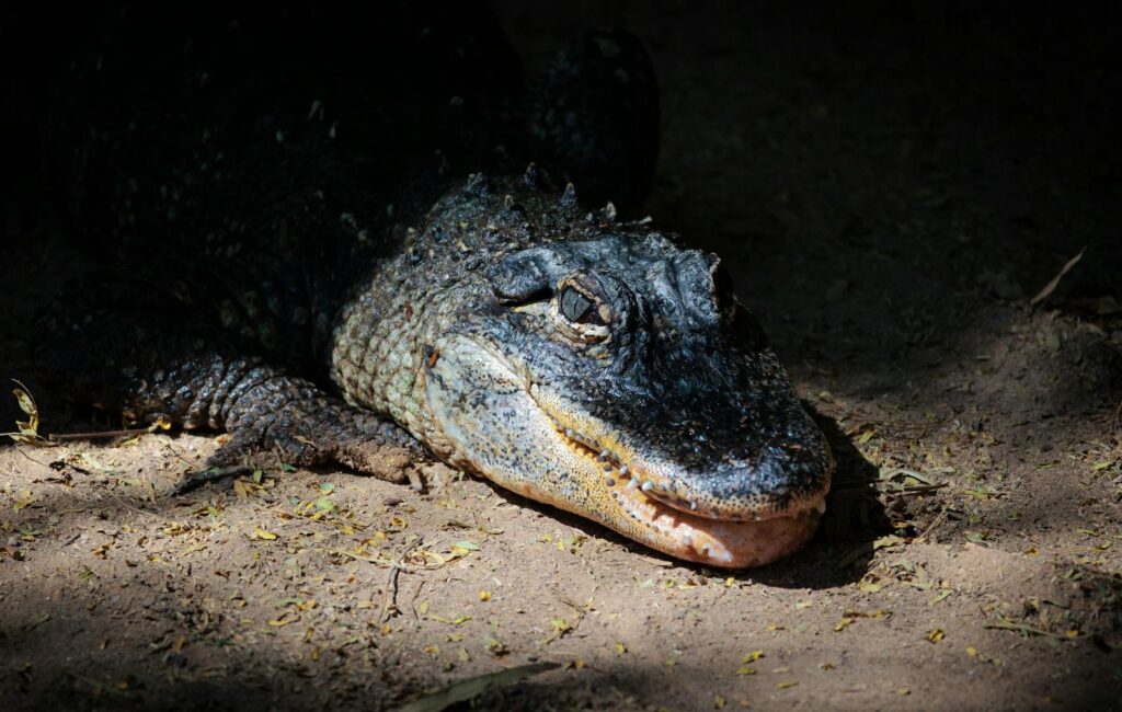 Seasonal Behavioral Adaptations
