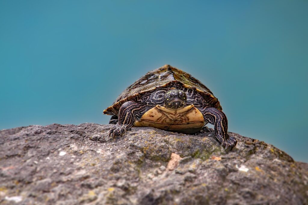 tortoise, nature, water turtle, animal, pond, tank, creature, water