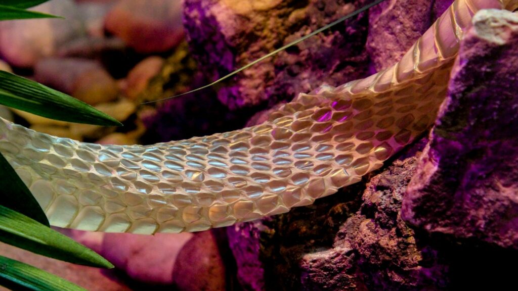 Vibrant image capturing a snake molt against a rocky terrain, highlighting nature's intricate details.