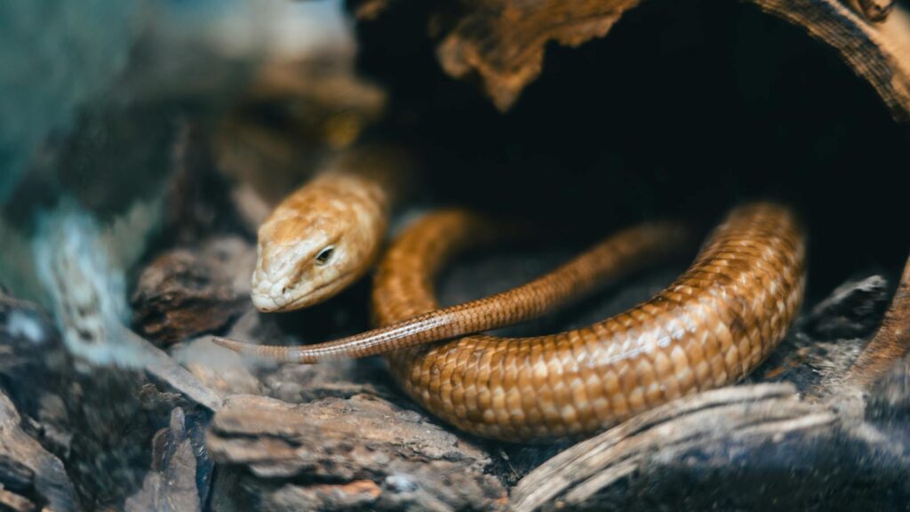 Close-up of a Pallas glass lizard in its enclosure, showcasing detailed scales.