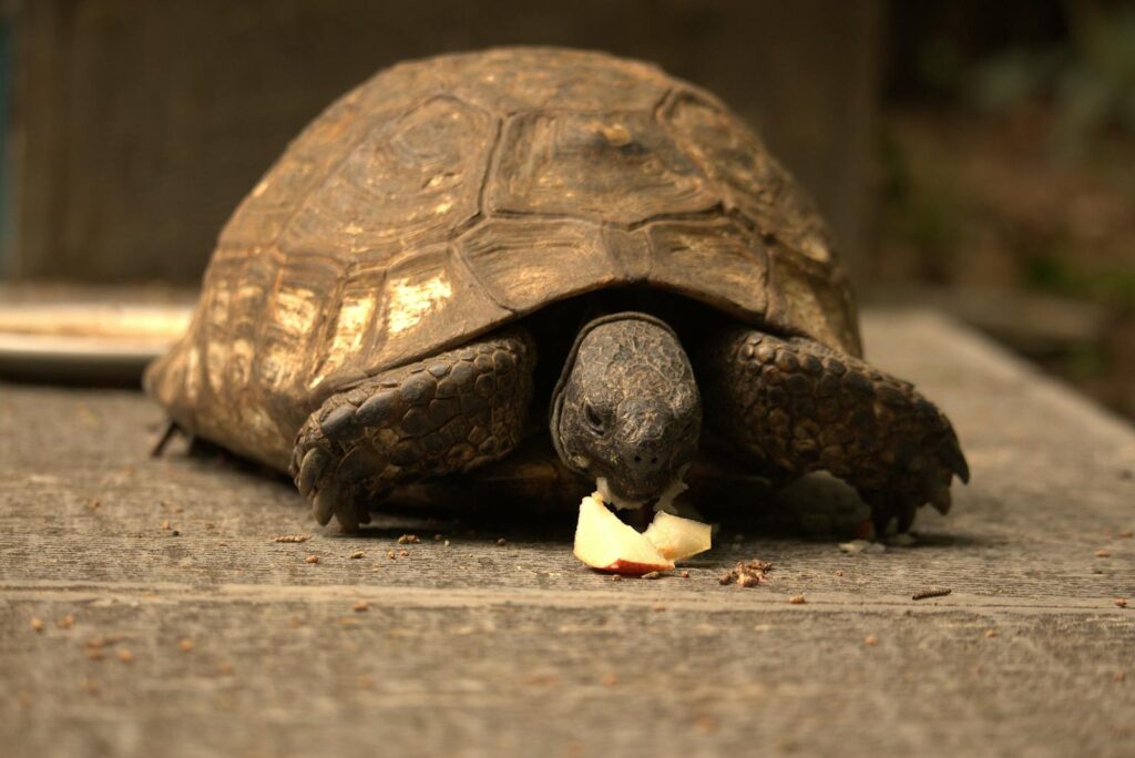 A close-up of a tortoise eating an apple slice on a stone surface in Tehran, Iran.
