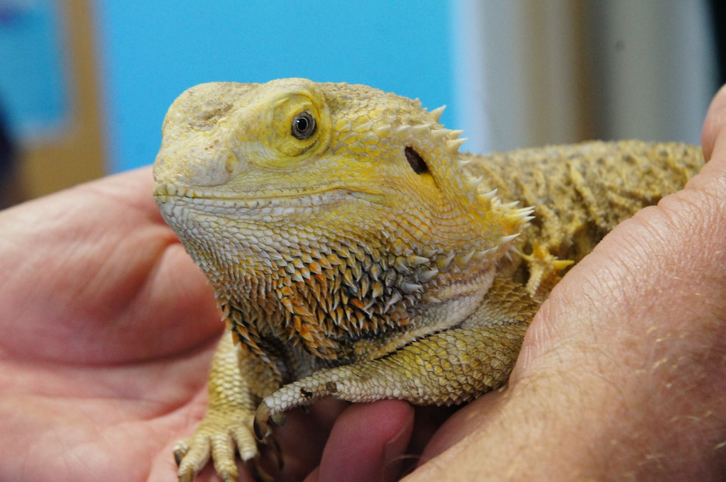 bearded dragon laying in the hands of the owner