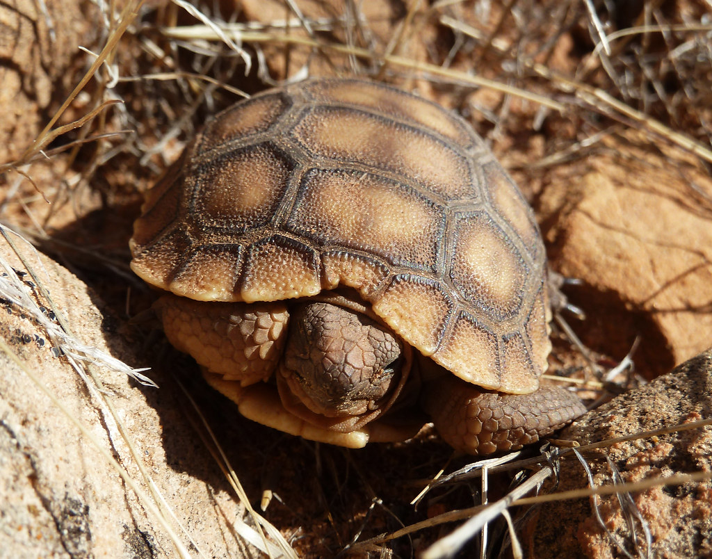 Desert Tortoise on fallen plant debris