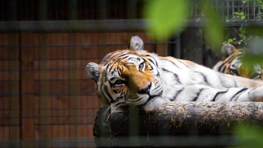 A Bengal tiger rests in a zoo enclosure in Gdańsk, captured in a candid portrait.