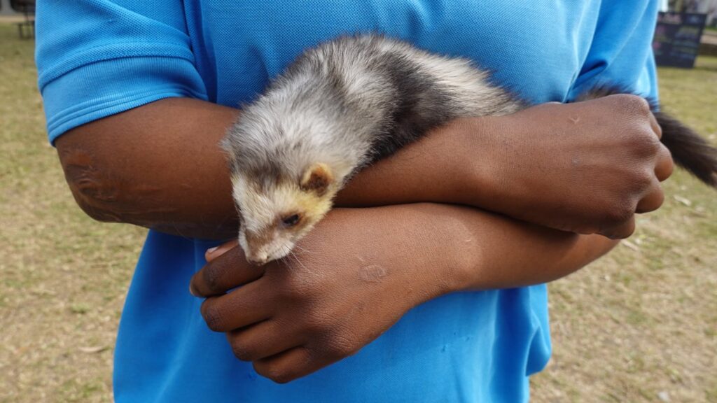 Close-up of a person in a blue t-shirt holding a cute ferret outside.