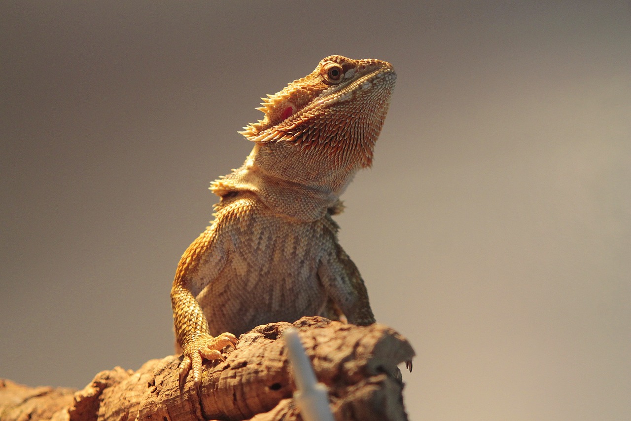 reptile, nature, bearded dragon, animals