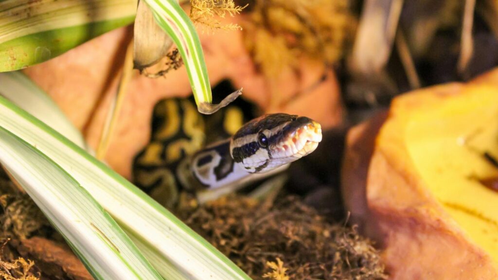 A Ball Python slithering among leaves and rocks in its exotic habitat.