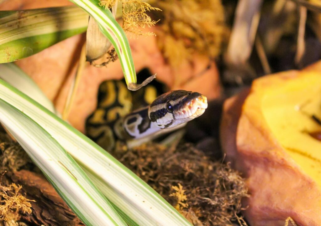 Ball Python slithering among leaves and rocks in its exotic habitat.