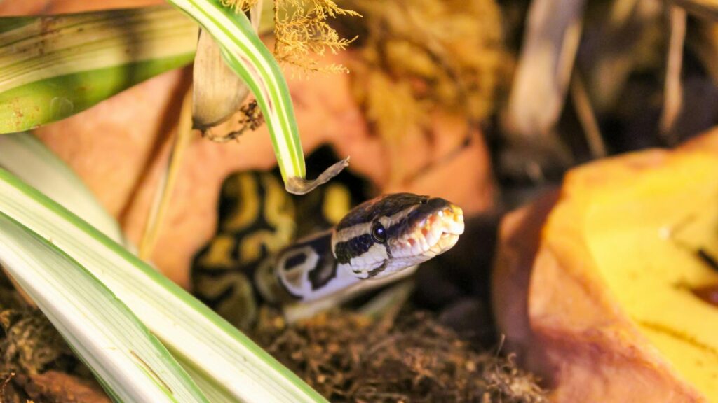 Ball Python slithering among leaves and rocks in its exotic habitat.