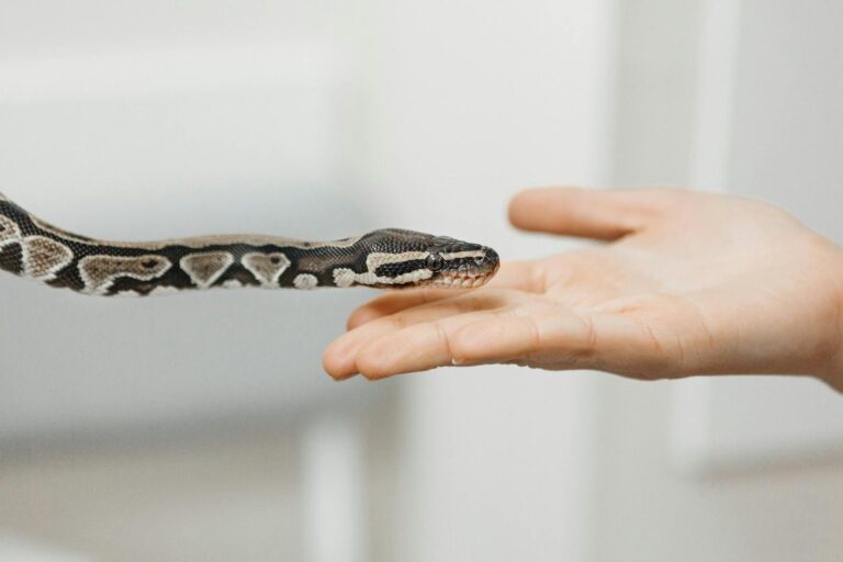 The Best Substrates for Ball Pythons (And Ones to Avoid)