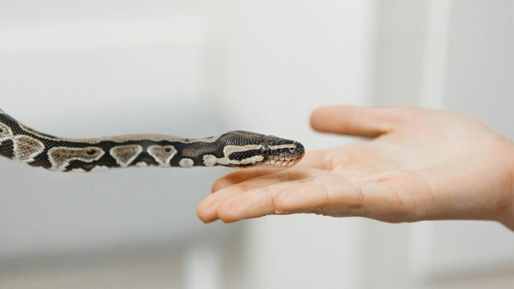 A snake reaching out to touch a human hand, illustrating unique interaction with nature.