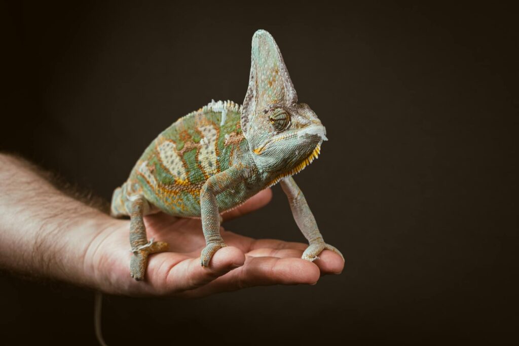 A close-up of a colorful veiled chameleon perched on a hand, showcasing its unique camouflage and textures.